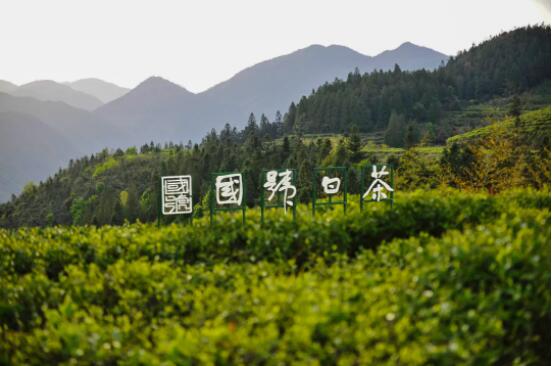 买茶看颜值？有梗寿眉值得品